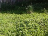 Shrewberry, Westmoreland, Jamaica - Residential lot for Sale